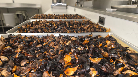 Black Garlic - Elevated